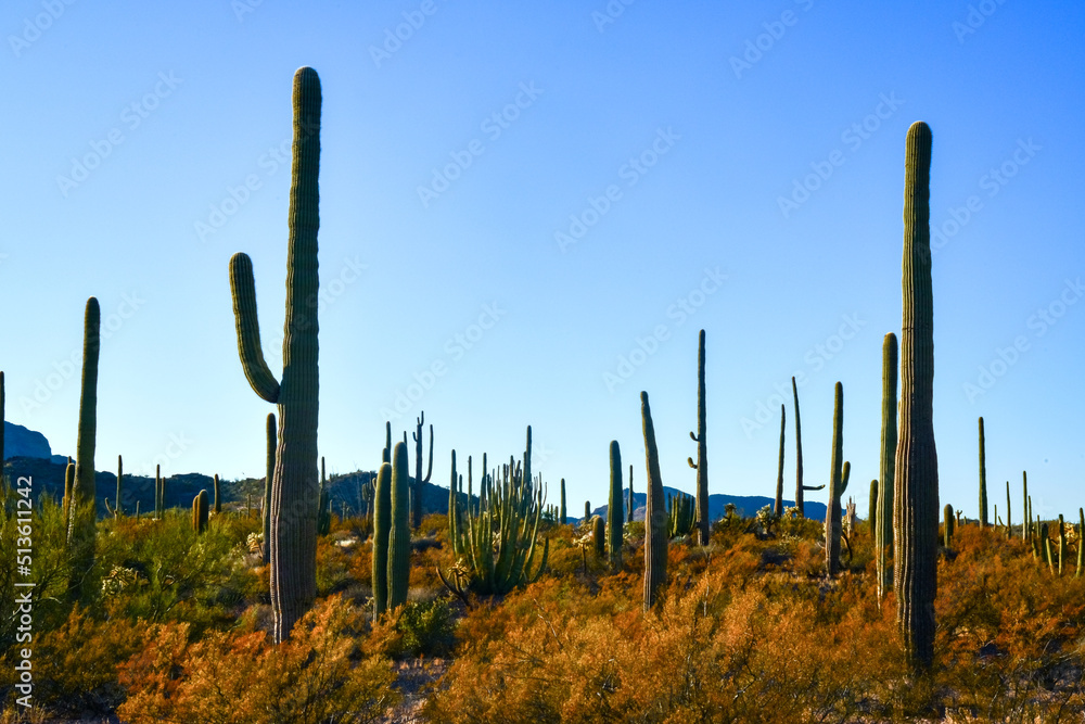 Arizona desert landscape, giant cacti Saguaro cactus (Carnegiea gigantea) against the blue sky, USA