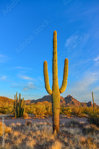 Medium shot, giant cactus Saguaro cactus (Carnegiea gigantea) against the blue sky, Arizona USA