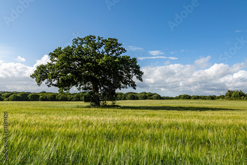 A tree in a field of green cereal crops, on a sunny summers day