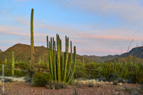 Group of large cacti against a blue sky (Stenocereus thurberi) and Carnegiea gigantea. Organ pipe national park, Arizona © Oleg Kovtun