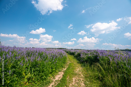 Angustifolium fireweed  known as Chamaenerion angustifolium  or Epilobium angustifolium blossom bloom panoramic photography  summer green meadow nature. High quality photo