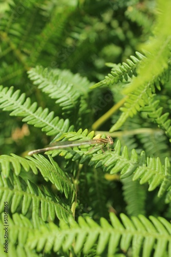 close up of needles