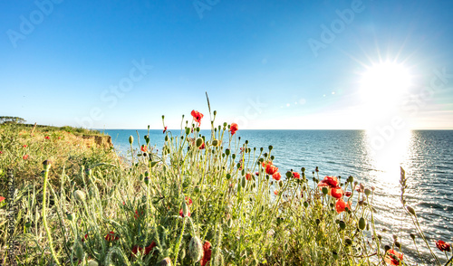 mohn am meer