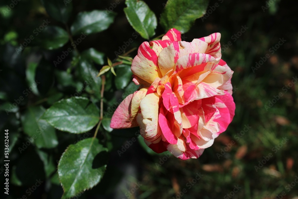 Obraz premium pink hibiscus flower