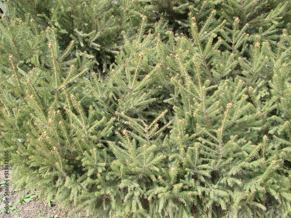 Fir tree brunch close up. Shallow focus. Fluffy fir tree brunch close up. Christmas wallpaper concept. Fir tree brunch close up. Shallow focus. Fluffy fir tree brunch close up. Christmas wallpaper concept.