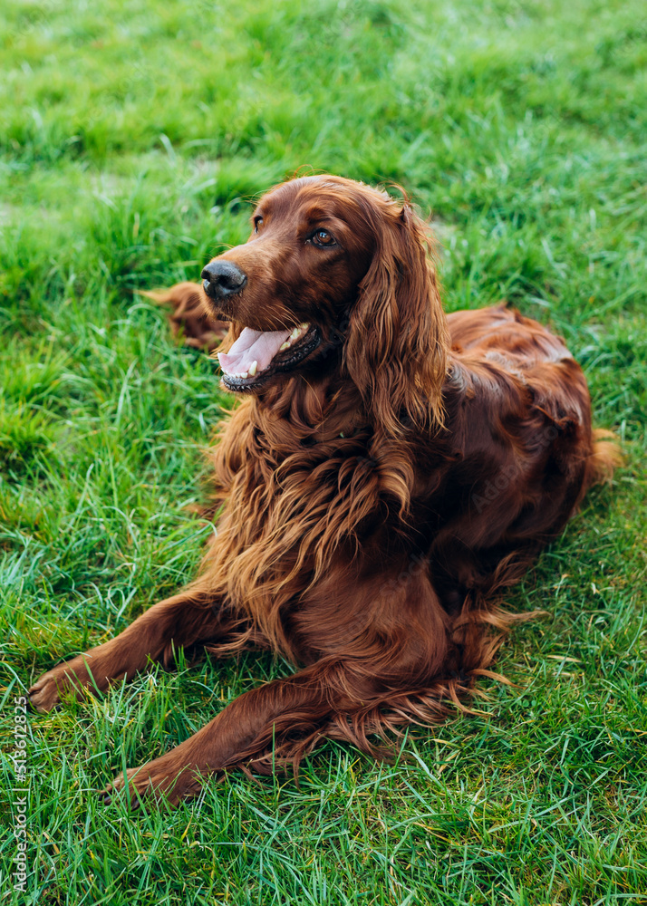 Beautiful happy Irish Setter dog is lying in grass on a beautiful summer day. Copy space Beautiful happy Irish Setter dog is lying in grass on a beautiful summer day. Copy space