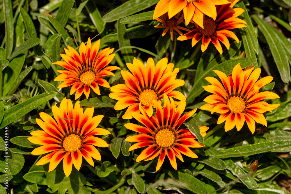 Gazania rigens (syn. G. splendens), sometimes called treasure flower, is a species of flowering plant in the family Asteraceae, native to coastal areas of southern Africa. Gazania rigens (syn. G. splendens), sometimes called treasure flower, is a species of flowering plant in the family Asteraceae, native to coastal areas of southern Africa.