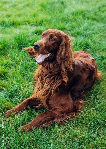 Beautiful happy Irish Setter dog is lying in grass on a beautiful summer day. Copy space