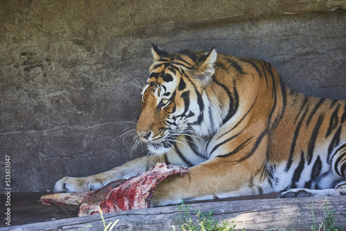 Beautiful Siberian tiger eating.