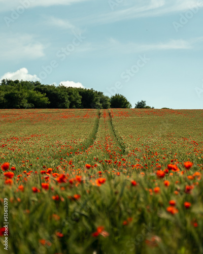 field of poppies