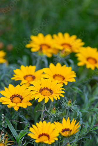 Gazania rigens  syn. G. splendens   sometimes called treasure flower  is a species of flowering plant in the family Asteraceae  native to coastal areas of southern Africa.