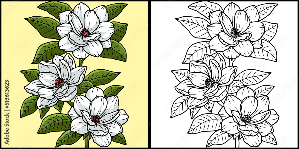 Magnolia Flower Coloring Page Colored Illustration Stock Vector | Adobe ...