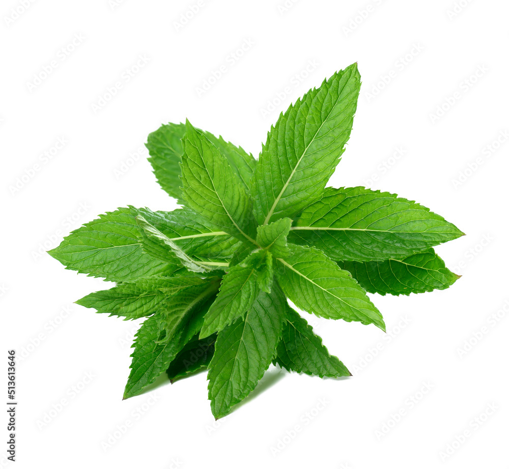 Sprig of peppermint with green leaves on a white isolated background