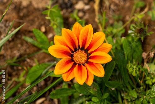 Gazania rigens  syn. G. splendens   sometimes called treasure flower  is a species of flowering plant in the family Asteraceae  native to coastal areas of southern Africa.