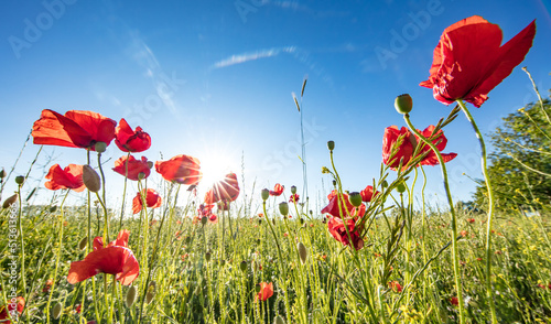 Fototapeta Naklejka Na Ścianę i Meble -  mohnblüte