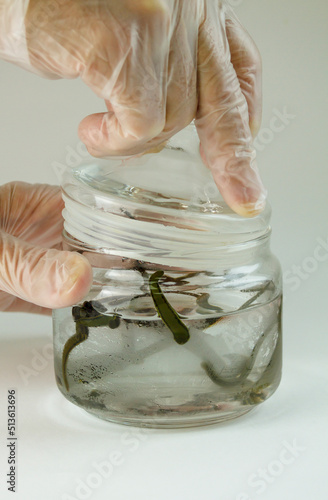 the hand in a medical glove pulls a leech out of a jar of water for placing on the patient. High quality photo photo