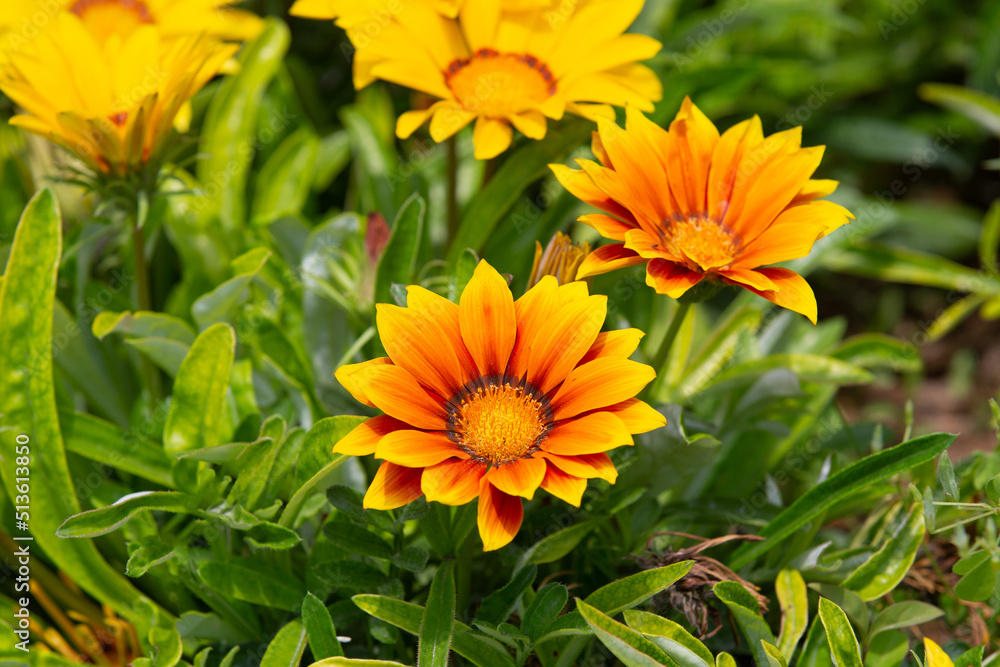 Gazania rigens (syn. G. splendens), sometimes called treasure flower, is a species of flowering plant in the family Asteraceae, native to coastal areas of southern Africa. Gazania rigens (syn. G. splendens), sometimes called treasure flower, is a species of flowering plant in the family Asteraceae, native to coastal areas of southern Africa.