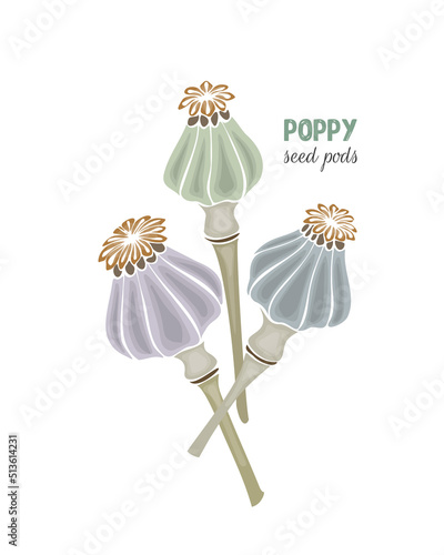 Poppy seed pods No contour hand drawn doodle, isolated, white background. Vector illustration