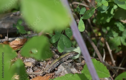 Lucertola vivente nei intorni di Bologna.