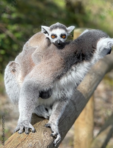 ring lemur with baby