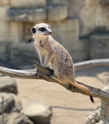 meerkat on guard