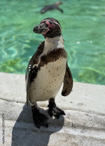 penguin by a pool