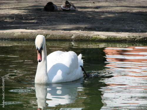 Beautiful Swan on a Crystal Clear blue river reflection