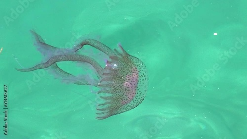 Pelagia noctiluca species in the family Pelagiidae living in the Mediterranean Sea, the North Sea and Atlantic, Mexico, and Australia. purple-striped jelly floating in the water on sea background. photo