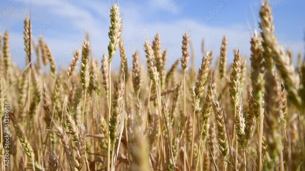 Close-up side view of gold colored agricultural wheat field with ripe crop and ears swaying in the wind in a sunny summer day. Real time video. World Food Theme. Close-up side view of gold colored agricultural wheat field with ripe crop and ears swaying in the wind in a sunny summer day. Real time video. World Food Theme.