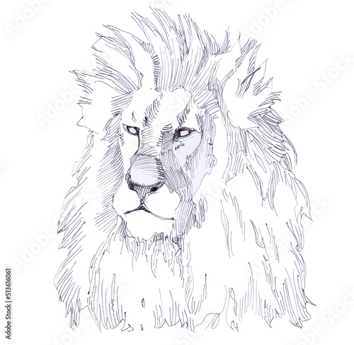 Fototapeta Naklejka Na Ścianę i Meble -  African predator lion, portrait of the king of beasts. Shaggy head of a lion.