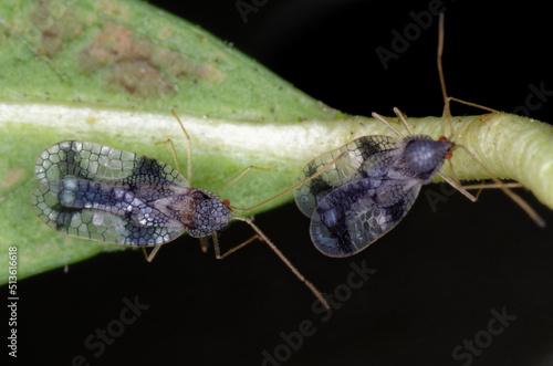 Andromeda lace bug (Stephanitis takeyai) on the leaves of a Pieris japonica
