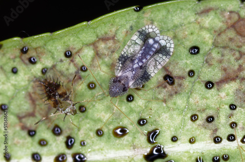 Andromeda lace bug (Stephanitis takeyai) on the leaves of a Pieris japonica