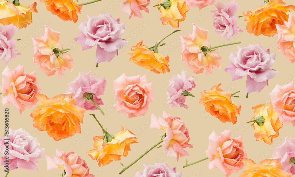 Beautiful pattern made with pastel colored garden roses in the sand color background. Minimal organic nature concept.