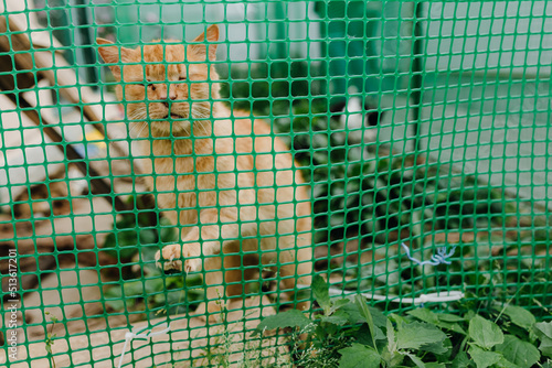 cat in a cage at an animal shelter