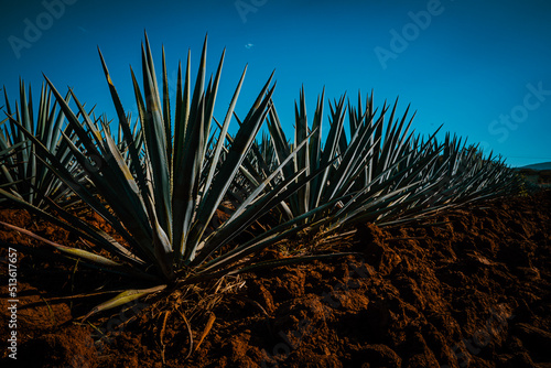 AGAVE PLANT