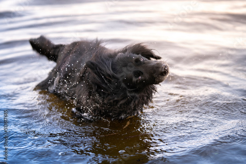 Pies bawi sie w wodzie