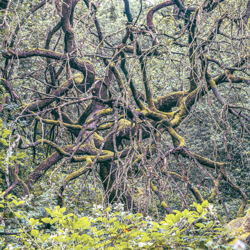mossy trees in woods 