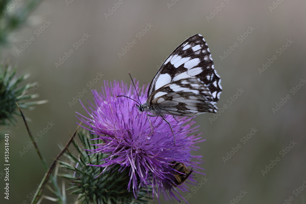 Marbled white butterfly on Knapweed. Marbled white butterfly on Knapweed.