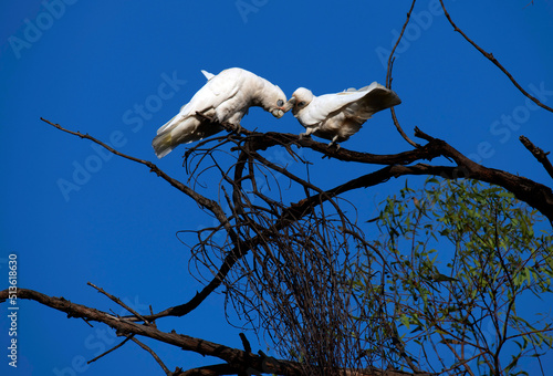 Little Corella (Cacatua sanguinea) © Tara