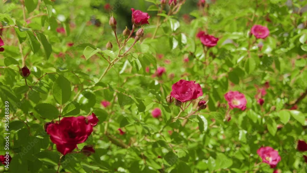 4K. A bush with a red rose in the park in the rays of the setting sun.