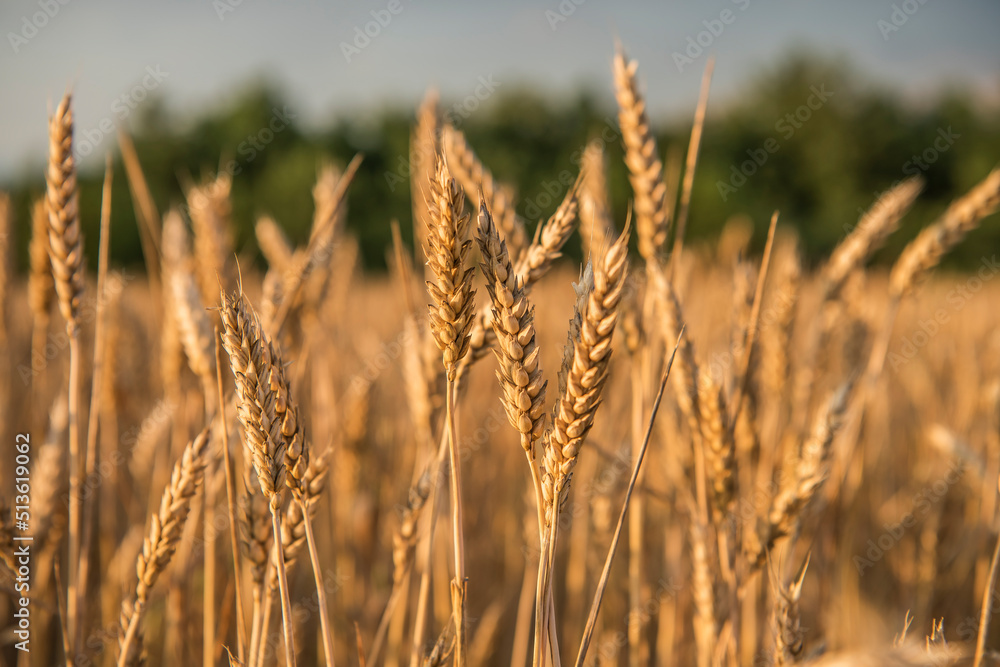 Golden wheat field at sunset Golden wheat field at sunset