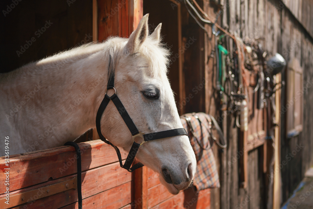 Fototapeta premium White Arabian horse, detail - only head visible out from wooden stables box