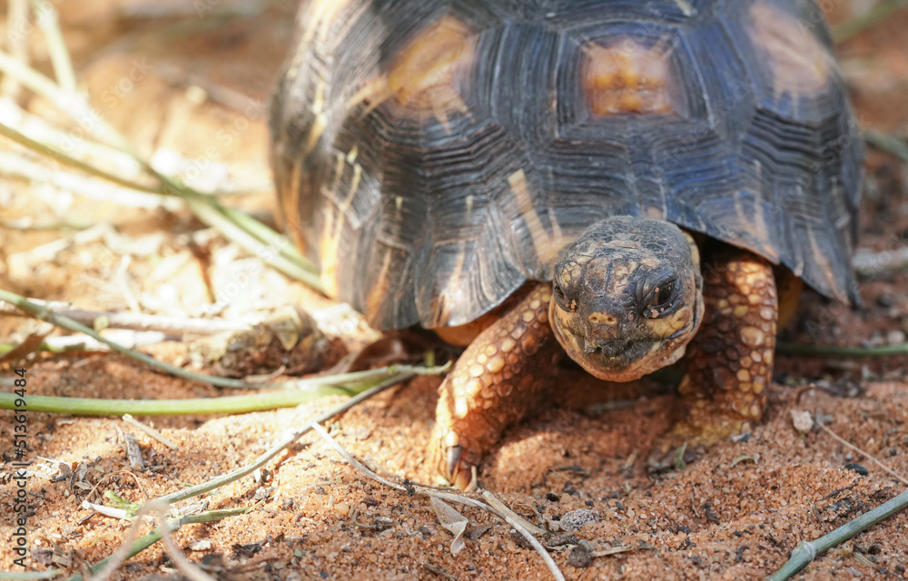 Radiated tortoise - Astrochelys radiata - critically endangered turtle species, endemic to Madagascar, walking on ground near trees, closeup detail on head Radiated tortoise - Astrochelys radiata - critically endangered turtle species, endemic to Madagascar, walking on ground near trees, closeup detail on head