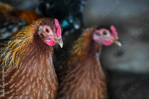 Small spotted bantam chicken hen with bright red comb, closeup detail to head from henhouse