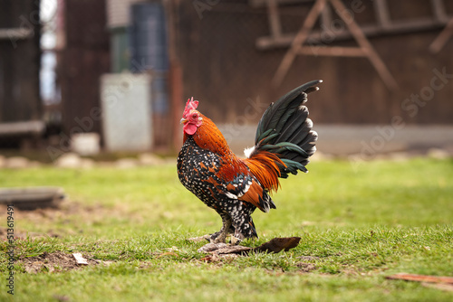 Small bantam chicken rooster with bright red comb and green tail, walking on gre Fototapet