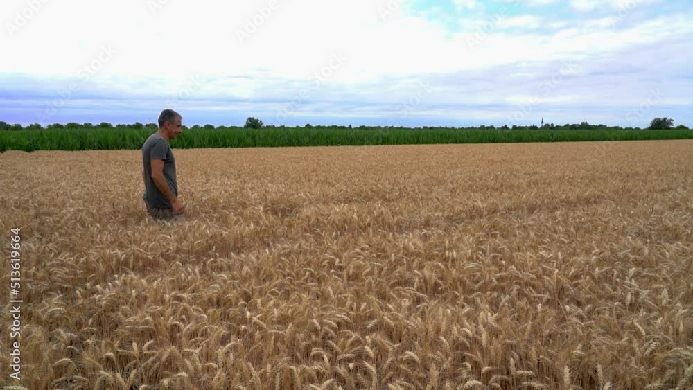 Farmer Walking Through Wheat Field And Checking His Crop Before The Harvest - Slow Motion. Farmers Hands Checking Quality Of Wheat Grain In A Golden Wheat Field. Farmer Walking Through Wheat Field And Checking His Crop Before The Harvest - Slow Motion. Farmers Hands Checking Quality Of Wheat Grain In A Golden Wheat Field.