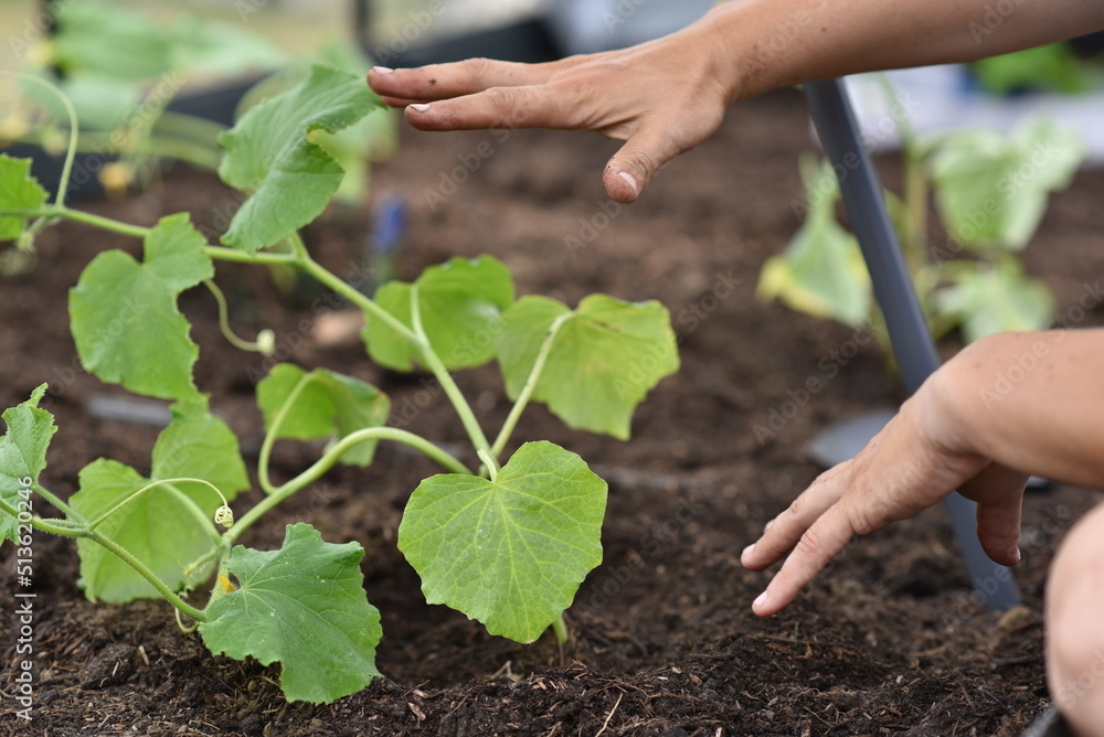 plant hands earth cucumber tomatoes garden ecology bio plant hands earth cucumber tomatoes garden ecology bio
