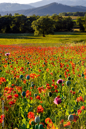 Field of blooming red poppy flowers with trees and mountains in the background.