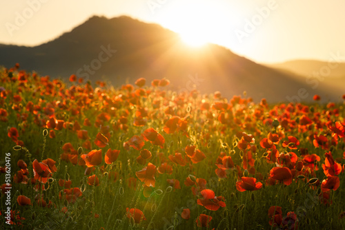 Εκτύπωση καμβά Field of blooming red poppy flowers in backlight with mountains in the background at sunset