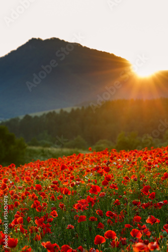Field of blooming red poppy flowers in backlight with mountains in the background at sunset. Turiec Valley in Slovakia, Europe.